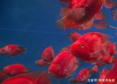 龍魚打架后不吃東西vs祥龍魚場：龍魚打架原因及預(yù)防措施 vs祥龍魚場 第3張