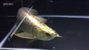 龍魚的飼養(yǎng)條件有哪些vs祥龍魚場：龍魚的飼養(yǎng)條件以及選擇 vs祥龍魚場 第5張