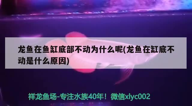 金龍魚在魚缸底下趴著不動(dòng)怎么回事vs祥龍魚場：金龍魚在魚缸底下趴著不動(dòng)可能是因?yàn)橐韵聨追N情況 vs祥龍魚場 第2張