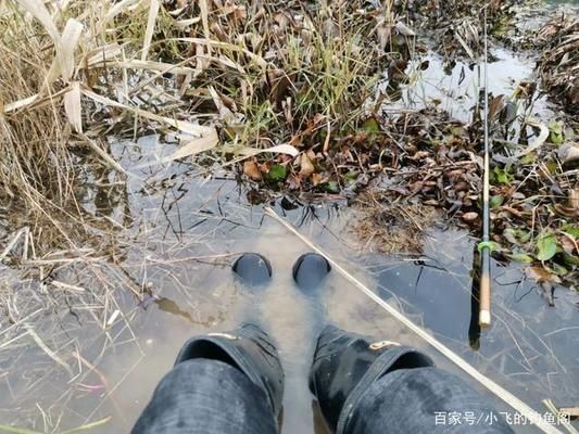 龍魚產(chǎn)地哪里最好：-龍魚的養(yǎng)殖需要注意哪些問題 水族問答 第1張