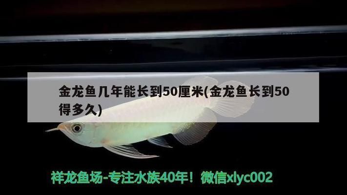 龍魚多久能長到50公分vs祥龍魚場：祥龍魚場口碑評價，龍魚生長速度影響因素，如何挑選優(yōu)質(zhì)龍魚 vs祥龍魚場 第1張