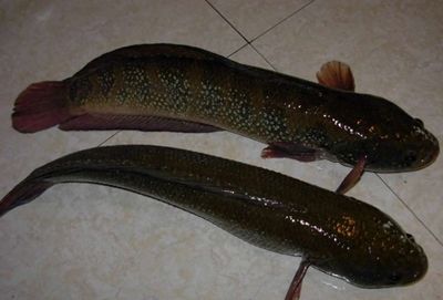 雷龍魚主食吃什么：雷龍魚專用g1飼料購買渠道 龍魚百科 第5張