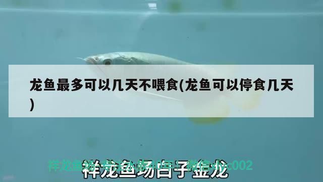 龍魚好長時間不吃食：龍魚最佳喂食頻率，改善龍魚水質(zhì)的方法 龍魚百科 第3張