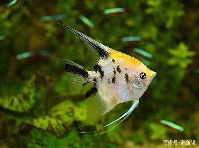 龍魚吃的食物多久消化吸收vs祥龍魚場：祥龍魚場飼料配方揭秘，不同品牌龍魚飼料對比