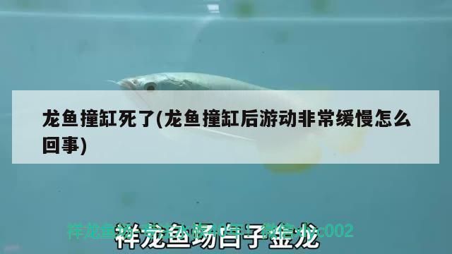 龍魚瘋狂撞缸死了vs祥龍魚場：祥龍魚場評價查詢：龍魚撞缸死亡原因分析和處理方法 vs祥龍魚場 第1張