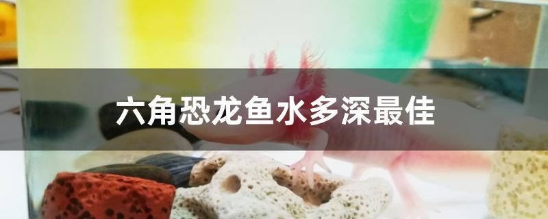 六角恐龍魚要多深的水：六角恐龍魚幼體飼養(yǎng)要點，六角恐龍魚水溫調(diào)控方法 龍魚百科 第4張