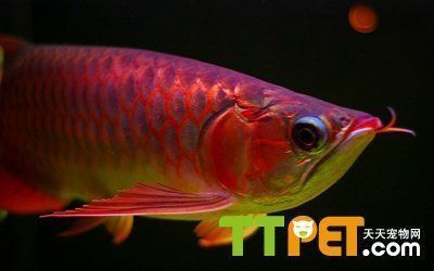 龍魚缸ph值高怎么降vs祥龍魚場：如何在魚缸內(nèi)調(diào)節(jié)水質(zhì)以降低龍魚ph值的自然方法 vs祥龍魚場 第4張