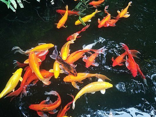 龍魚常見品種飼養(yǎng)與現(xiàn)狀研究論文怎么寫：龍魚常見品種及其飼養(yǎng)現(xiàn)狀研究成果并提出了未來研究方向 水族問答 第2張