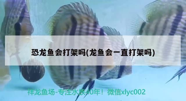 龍魚打架會不會打死魚呢vs祥龍魚場：龍魚打架會導(dǎo)致一方被打死嗎 vs祥龍魚場 第1張