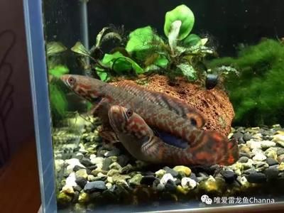 龍魚和雷龍魚哪個(gè)好養(yǎng)：探討龍魚和雷龍魚哪個(gè)更好養(yǎng)，新手養(yǎng)魚常見問題解決 龍魚百科 第2張