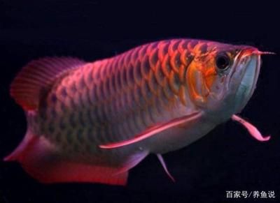 龍魚用什么燈光好看點(diǎn)：養(yǎng)龍魚時(shí)，選擇合適的燈光不僅能提升觀賞性 龍魚百科 第3張