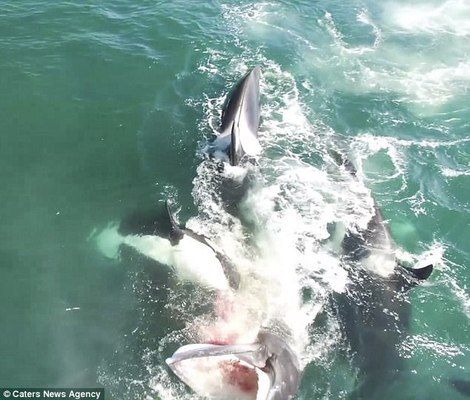 龍魚沉底不吃食：龍魚沉底不吃食怎么辦？ 水族問答 第2張