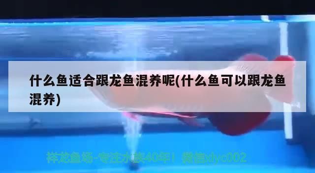 龍魚打傷喂點(diǎn)什么食物好得快vs祥龍魚場：祥龍魚受傷后如何處理傷口愈合的食物是非常有益的