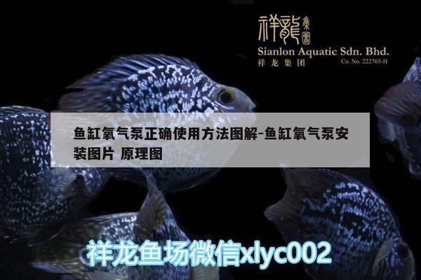 龍魚缸水溫32度需要增氧嗎vs祥龍魚場(chǎng)：如何判斷龍魚缸水溫32度是否需要增氧 vs祥龍魚場(chǎng) 第4張