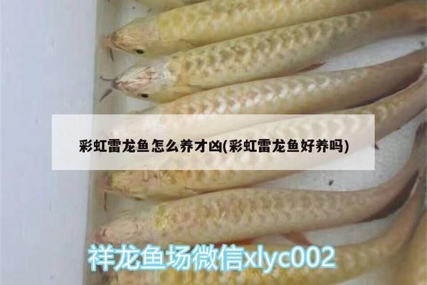 雷龍魚繁殖期特殊飼料配方：雷龍魚繁殖期飼料自制方法 龍魚百科 第5張