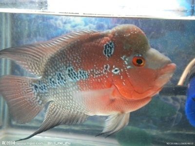 風(fēng)水魚(yú)的文化寓意解析：風(fēng)水魚(yú)與家居布局關(guān)系,風(fēng)水魚(yú)養(yǎng)殖技巧有哪些 龍魚(yú)百科 第1張