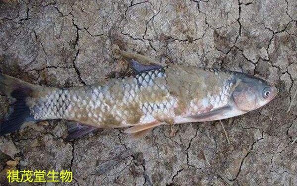 龍魚得水霉病是什么癥狀呢：如何有效治療龍魚水霉病 龍魚百科 第4張