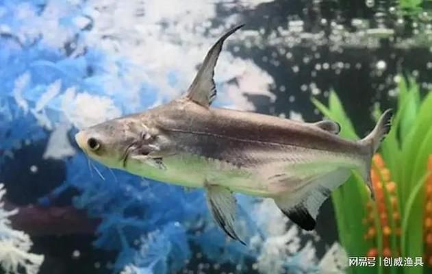 龍魚沉頭的解決方法：龍魚沉頭怎么辦？ 水族問答