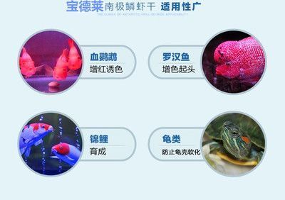 龍魚和鸚鵡地圖混養(yǎng)的危害？：龍魚和鸚鵡魚地圖混養(yǎng)存在潛在的危害 龍魚百科 第3張