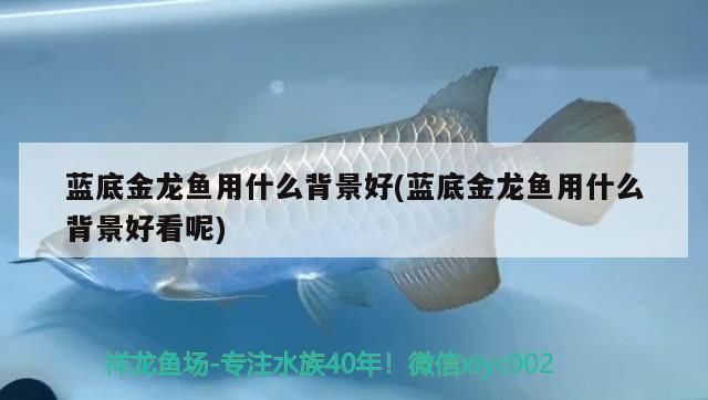 龍魚缸底背景用什么顏色vs祥龍魚場：龍魚缸底背景顏色的選擇