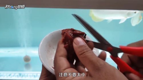 龍魚吃什么飼料好呢vs祥龍魚場：自制龍魚飼料配方龍魚飼料選擇技巧龍魚飼料選擇技巧 vs祥龍魚場 第4張