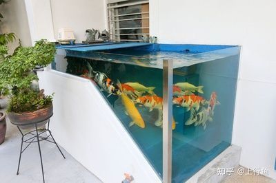 龍魚吃食多久可以換水vs祥龍魚場：龍魚吃食多久可以換水 vs祥龍魚場 第5張