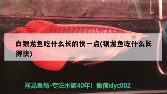 龍魚吃啥長的快vs祥龍魚場：祥龍魚場養(yǎng)殖技術(shù)，龍魚生長速度影響因素，如何挑選優(yōu)質(zhì)龍魚