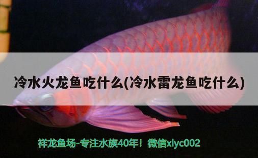 龍魚缸ph多少合適vs祥龍魚場：第28屆中國國際寵物水族展覽會(huì)cips(2024長城寵物展 vs祥龍魚場 第5張