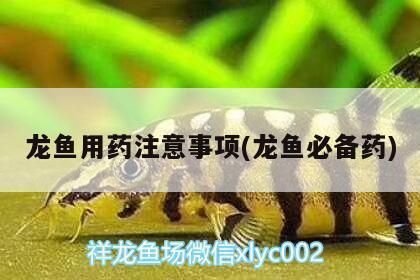 大白片能治療龍魚蒙眼嗎怎么用藥vs祥龍魚場(chǎng)：治療龍魚蒙眼的方法