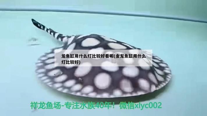 龍魚缸用什么顏色燈光好vs祥龍魚場(chǎng)：龍魚缸燈光顏色對(duì)魚的影響