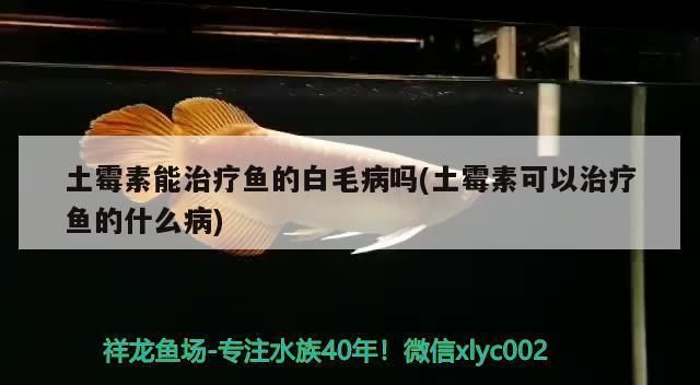 龍魚白毛病的特效藥vs祥龍魚場：龍魚白毛病和金龍魚的養(yǎng)殖注意事項:金龍魚白毛病怎么治療 vs祥龍魚場 第1張