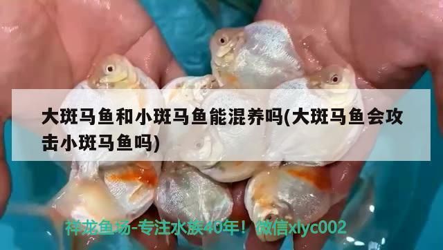 龍魚和斑馬魚混養(yǎng)可以嗎：龍魚與斑馬魚的混養(yǎng) 龍魚百科 第3張