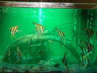 龍魚吃不吃飼料蟲：關于龍魚食用飼料蟲的問題 水族問答 第1張