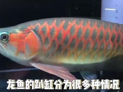 龍魚趴缸在水底不動怎么回事：龍魚趴缸后食欲不振怎么辦 龍魚百科 第4張