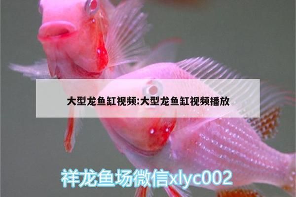 龍魚缸每小時(shí)循環(huán)幾次vs祥龍魚場：祥龍魚場魚缸水循環(huán)系統(tǒng) vs祥龍魚場 第5張