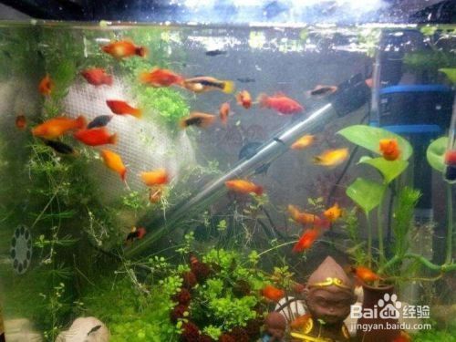 龍魚吃大麥蟲：關于龍魚飼養(yǎng)的專業(yè)建議 水族問答 第1張