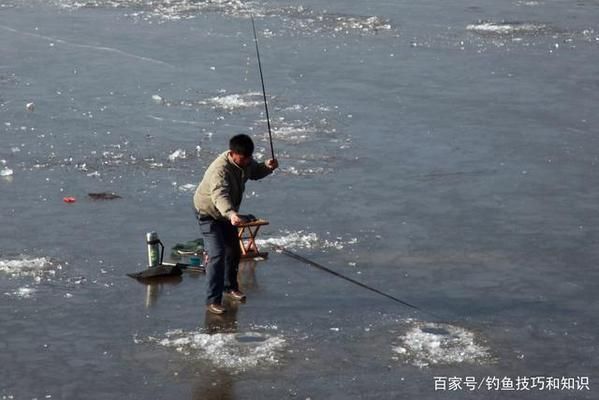 龍魚吃大麥蟲和面包蟲哪個(gè)好：龍魚吃大麥蟲和面包蟲哪個(gè)更好？ 水族問答 第1張