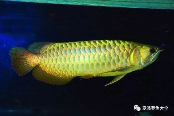 龍魚被欺負的吃不上飯怎么辦vs祥龍魚場：龍魚打架原因及解決方法 vs祥龍魚場 第4張