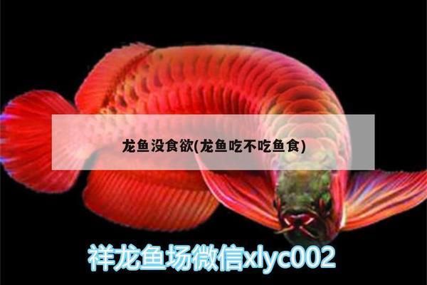 龍魚不吃魚糧vs祥龍魚場：龍魚不吃魚糧怎么辦