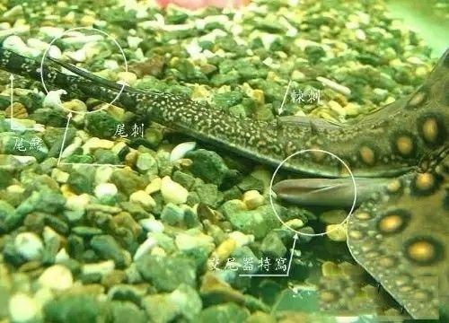 龍魚吃得少怎么辦：龍魚吃得少是什么原因導致的 水族問答 第1張