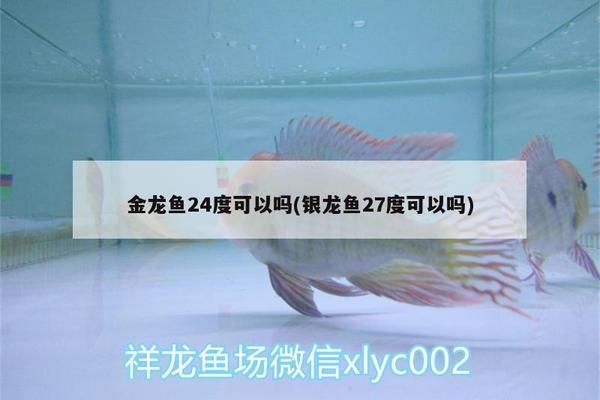 27度養(yǎng)龍魚vs祥龍魚場：27度水溫養(yǎng)龍魚的注意事項,祥龍魚場龍魚價格對比 vs祥龍魚場 第2張