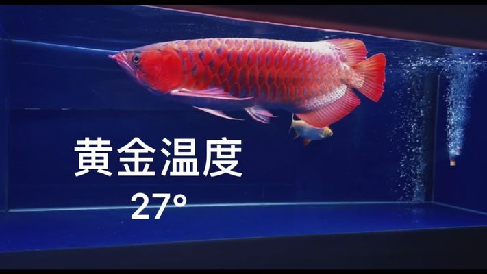 27度養(yǎng)龍魚vs祥龍魚場：27度水溫養(yǎng)龍魚的注意事項,祥龍魚場龍魚價格對比 vs祥龍魚場 第3張