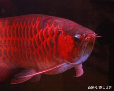 500萬(wàn)的紅龍魚(yú)：500萬(wàn)的紅龍魚(yú)投資成本高昂，日本顧客60萬(wàn)美元買走 龍魚(yú)百科 第5張