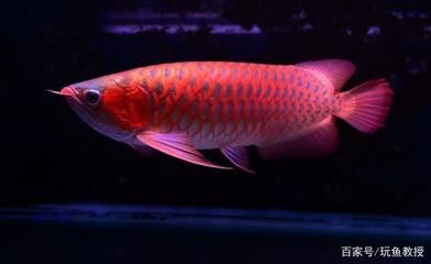 500萬(wàn)的紅龍魚(yú)：500萬(wàn)的紅龍魚(yú)投資成本高昂，日本顧客60萬(wàn)美元買走 龍魚(yú)百科 第4張