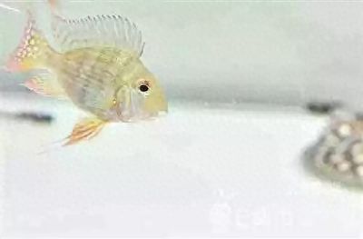 龍魚(yú)和元寶鳳凰混養(yǎng)底層魚(yú)配什么：元寶鳳凰魚(yú)和金龍魚(yú)混養(yǎng)的日常管理和注意事項(xiàng) 龍魚(yú)百科 第3張