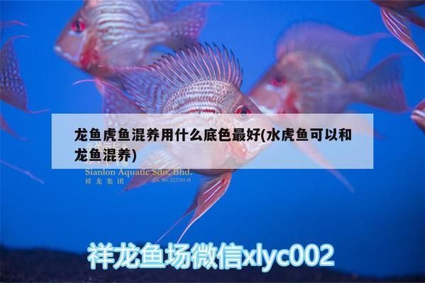 龍魚虎魚混養(yǎng)用什么底色好：混養(yǎng)龍魚和虎魚的選擇 龍魚百科 第3張