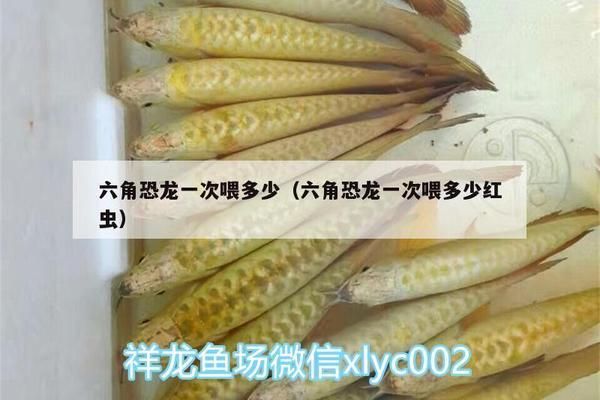 六角恐龍魚飼料一次喂幾粒合適：六角恐龍魚飼料一次喂幾粒合適六角恐龍魚飼料一次喂幾粒 龍魚百科 第5張