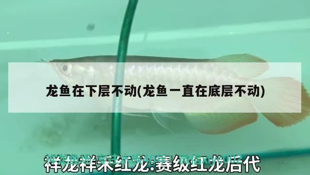 龍魚老是在缸底不游怎么回事：龍魚老是在缸底不游怎么辦 龍魚百科 第1張