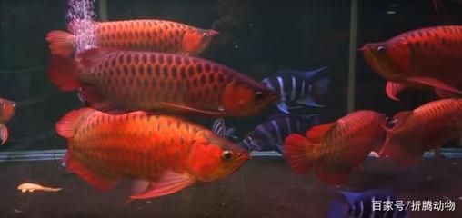 紅龍魚幼魚營養(yǎng)均衡食譜：紅龍魚幼魚的喂養(yǎng)需要注意食物的選擇、喂食的頻率以及喂食的頻率 龍魚百科 第5張