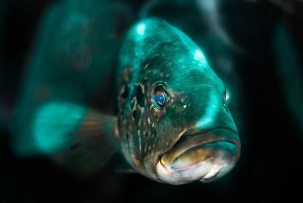 旅游網(wǎng)站祥龍水族館評(píng)價(jià)：青島市北區(qū)祥龍水族館 龍魚(yú)百科 第5張